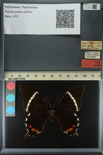 Media type: image;   Entomology 16689